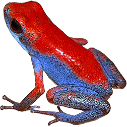 Escudo Dart Frog